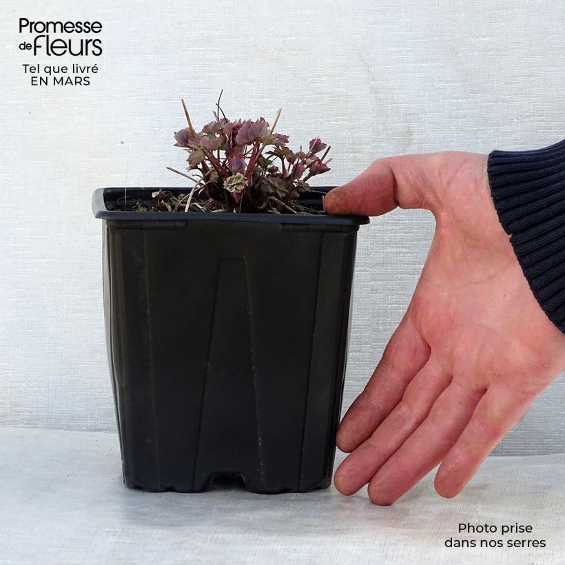 Aquilegia vulgaris Crimson Star Vaso da 2L/3L esemplare consegnato in primavera