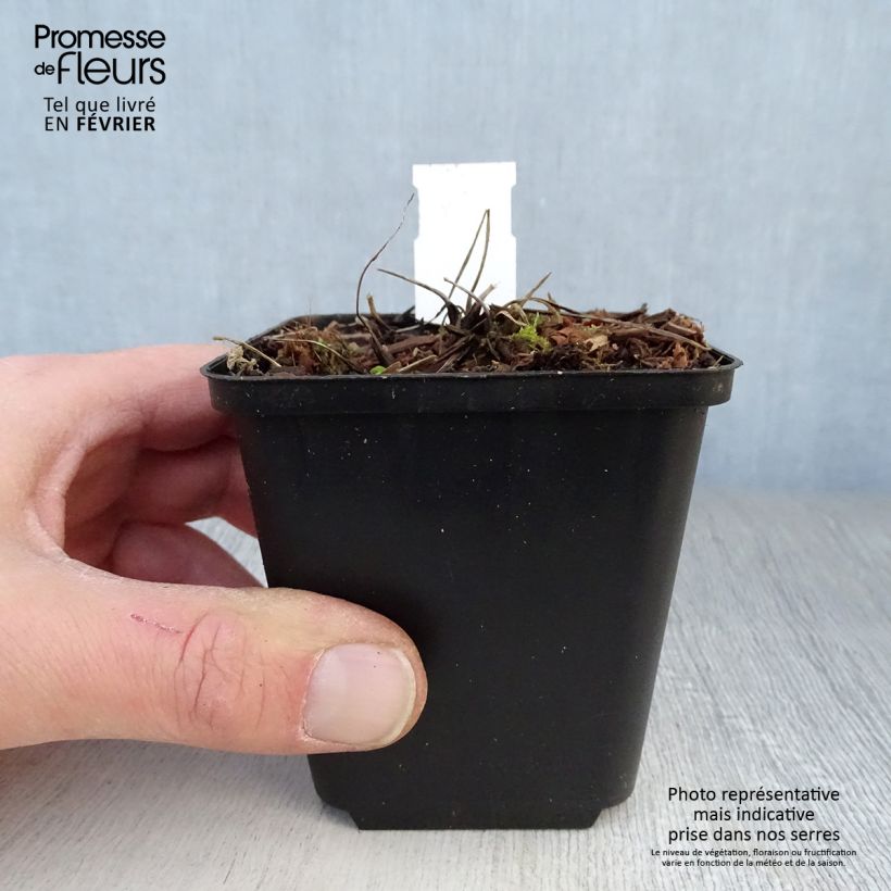 Aquilegia vulgaris clematiflora Green Apples Vasetto da 8/9 cm esemplare consegnato in inverno