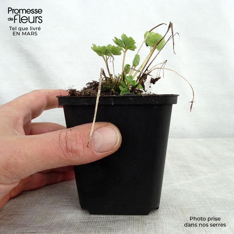 Aquilegia vulgaris clematiflora Green Apples Vasetto da 8/9 cm esemplare consegnato in primavera