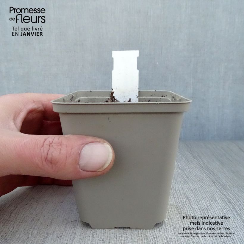 Aquilegia vulgaris Blue Barlow Vasetto da 8/9 cm esemplare consegnato in inverno