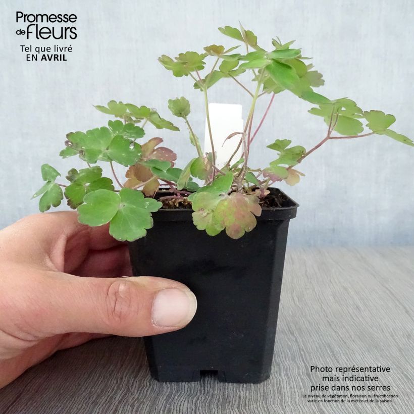 Aquilegia vulgaris Blue Barlow Vasetto da 8/9 cm esemplare consegnato in primavera