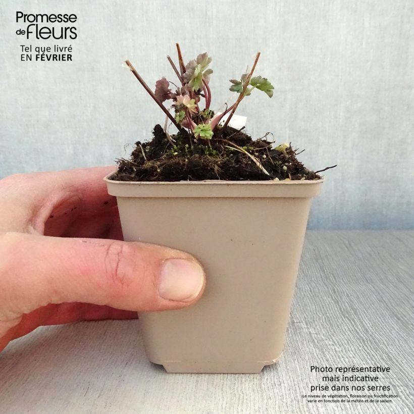 Aquilegia Mrs M. Nicholls Vasetto da 8/9 cm esemplare consegnato in inverno