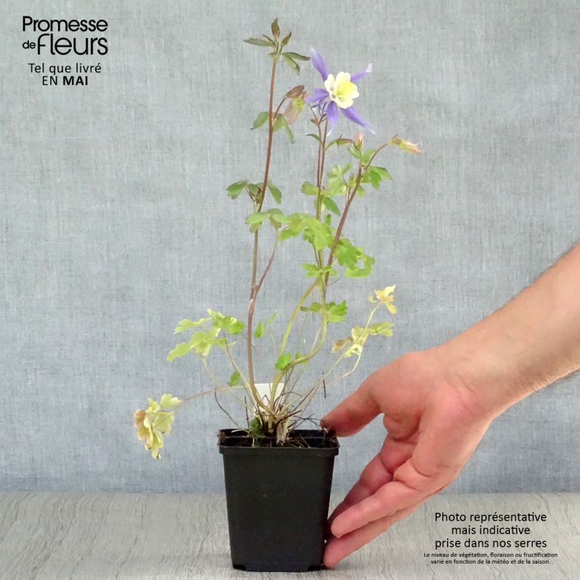 Aquilegia Mrs M. Nicholls Vasetto da 8/9 cm esemplare consegnato in primavera