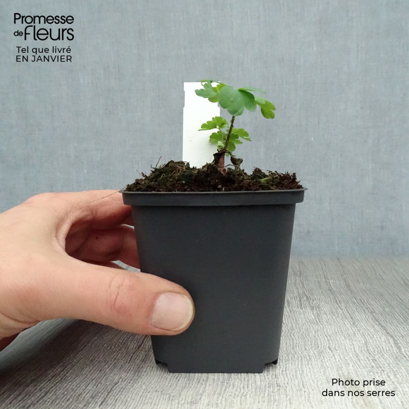 Aquilegia vulgaris William Guiness Vasetto da 8/9 cm esemplare consegnato in inverno