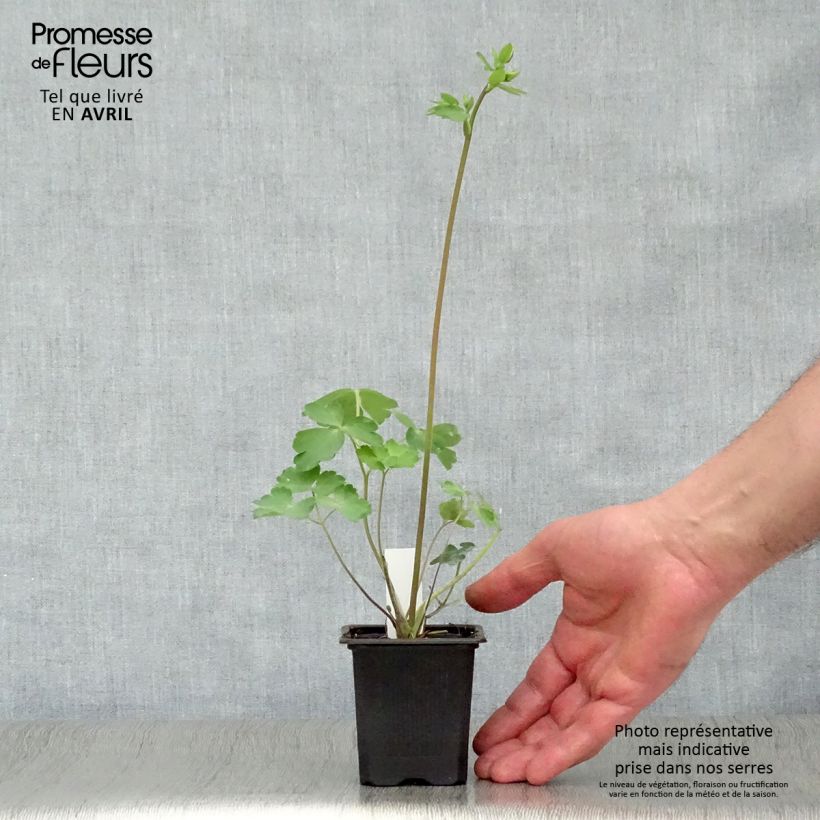 Aquilegia vulgaris William Guiness Vasetto da 8/9 cm esemplare consegnato in primavera