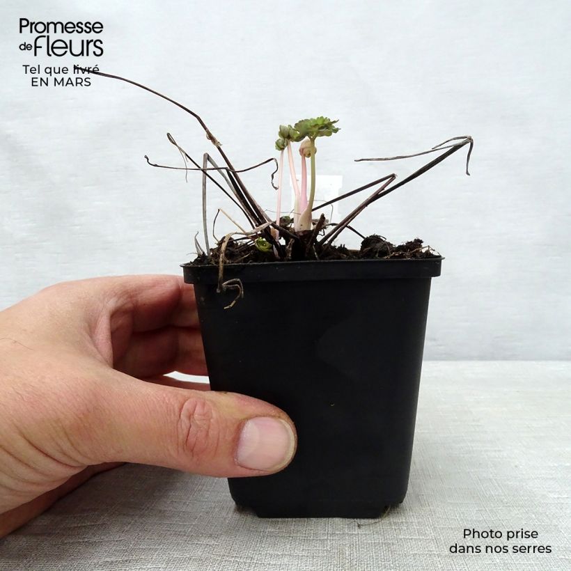 Aquilegia vulgaris Winky Double Dark Blue White Vasetto da 8/9 cm esemplare consegnato in primavera