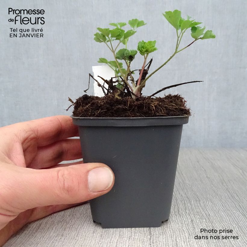 Aquilegia vulgaris Winky Red White Vasetto da 8/9 cm esemplare consegnato in inverno