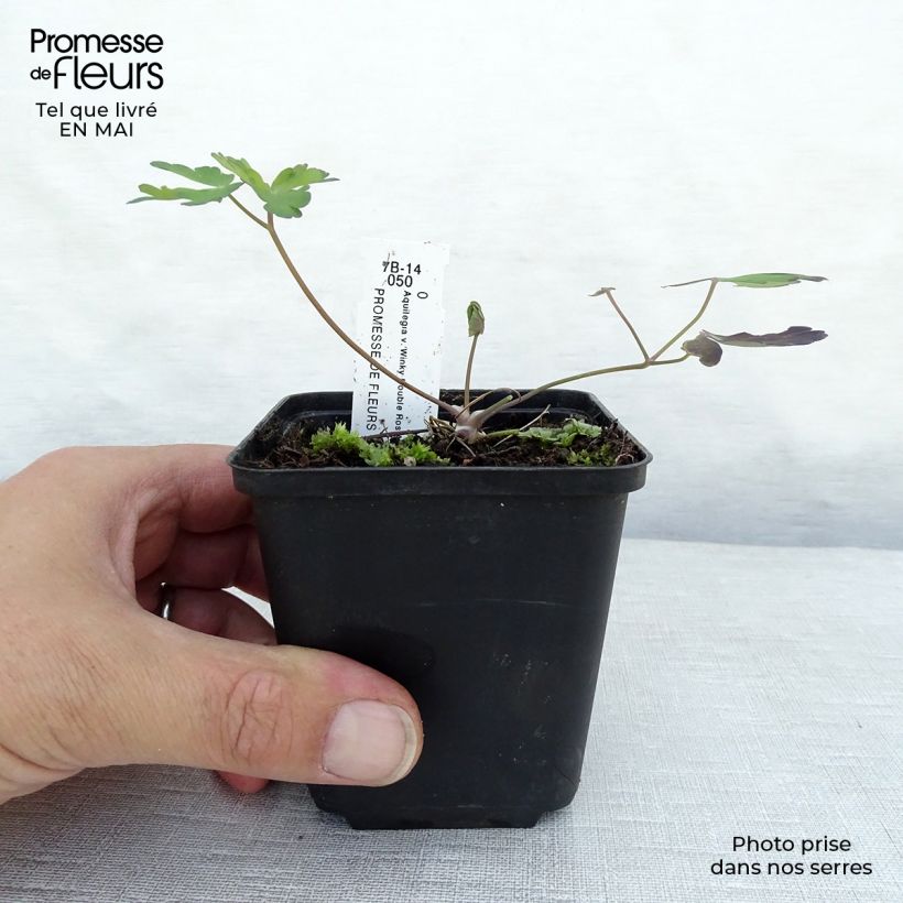 Aquilegia Winky Double Rose White Vasetto da 8/9 cm esemplare consegnato in primavera