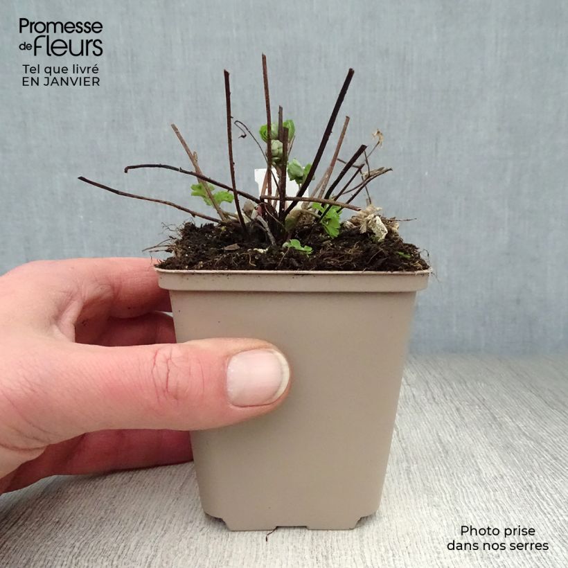 Aquilegia Winky Double Rose White Vasetto da 8/9 cm esemplare consegnato in inverno