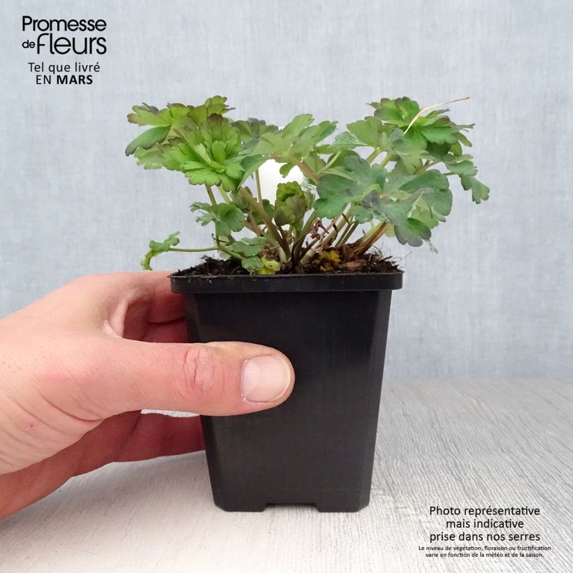 Aquilegia caerulea Snow Queen Vasetto da 8/9 cm esemplare consegnato in primavera