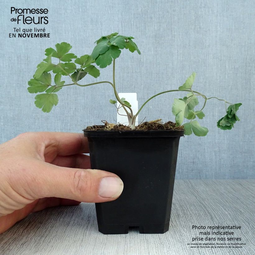 Esemplare di Aquilegia alpina Vasetto da 8/9 cm come consegnato in autunno