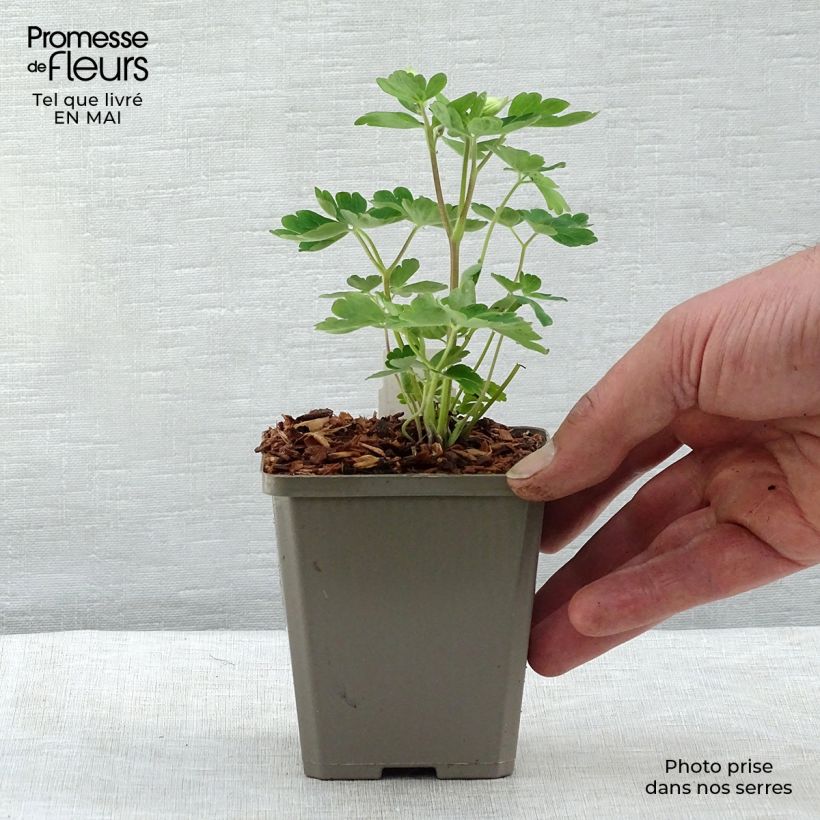 Aquilegia alpina Vasetto da 8/9 cm esemplare consegnato in primavera