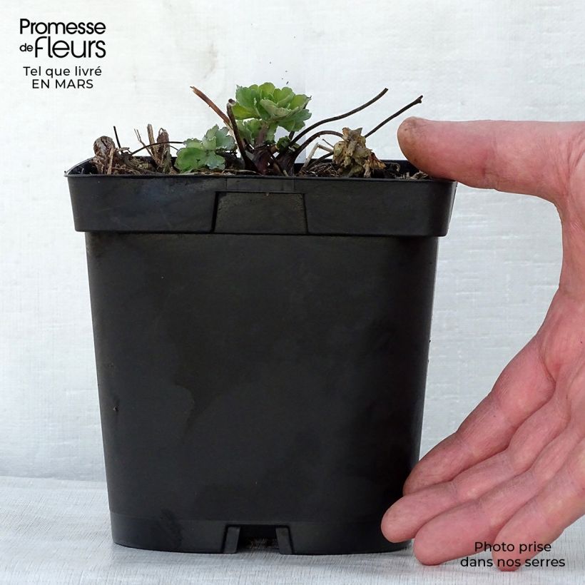 Aquilegia alpina Vaso da 2L/3L esemplare consegnato in primavera