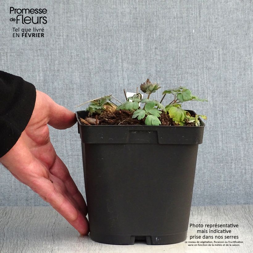 Aquilegia alpina Vaso da 2L/3L esemplare consegnato in inverno