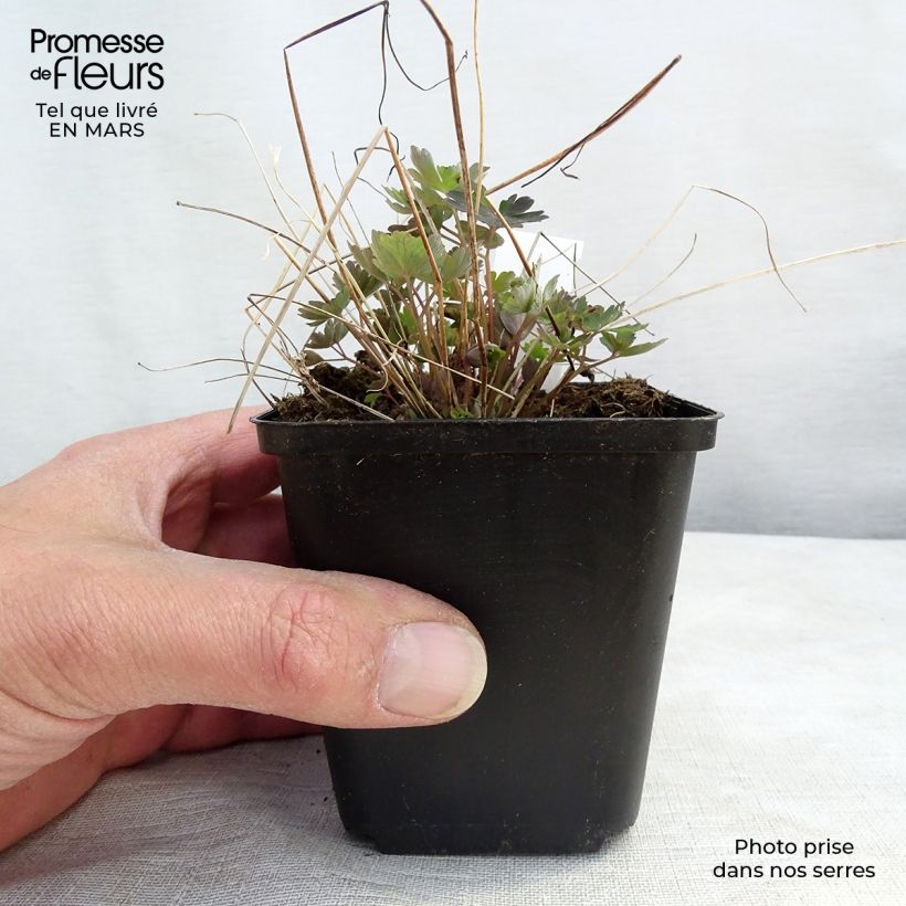 Aquilegia canadensis Little Lanterns Vasetto da 8/9 cm esemplare consegnato in inverno