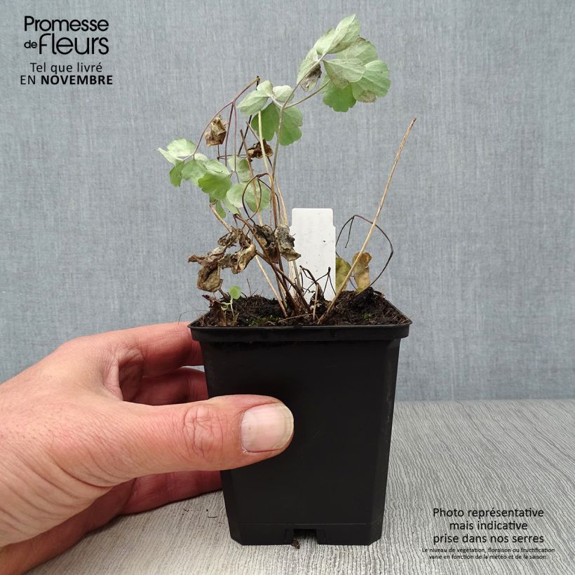 Esemplare di Aquilegia vulgaris var. stellata Black Barlow Vasetto da 8/9 cm come consegnato in autunno