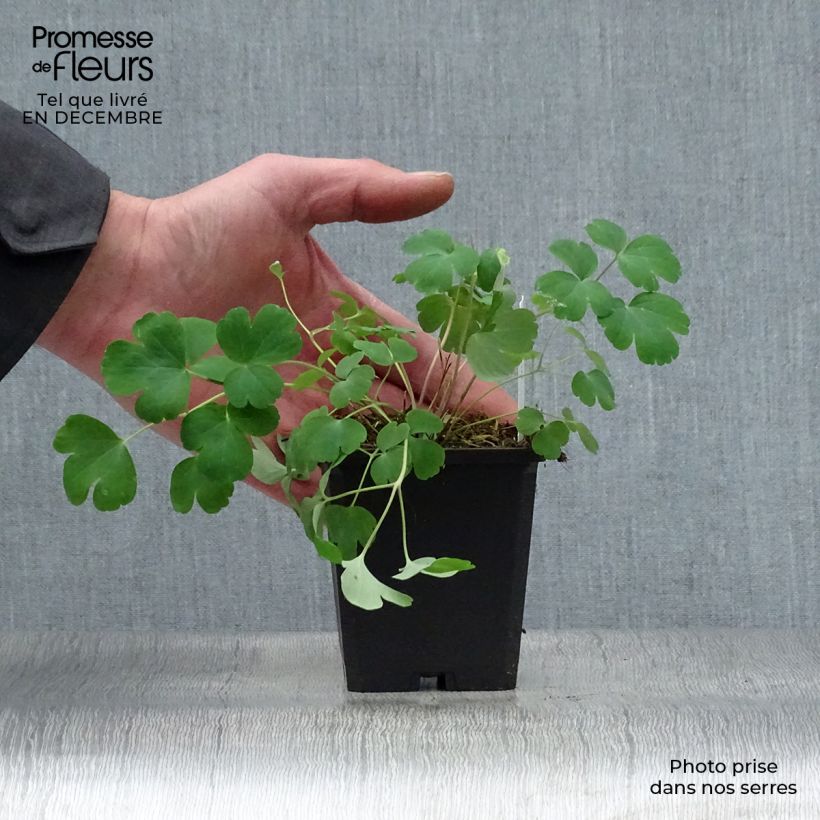 Aquilegia vulgaris var. stellata Black Barlow Vasetto da 8/9 cm esemplare consegnato in inverno