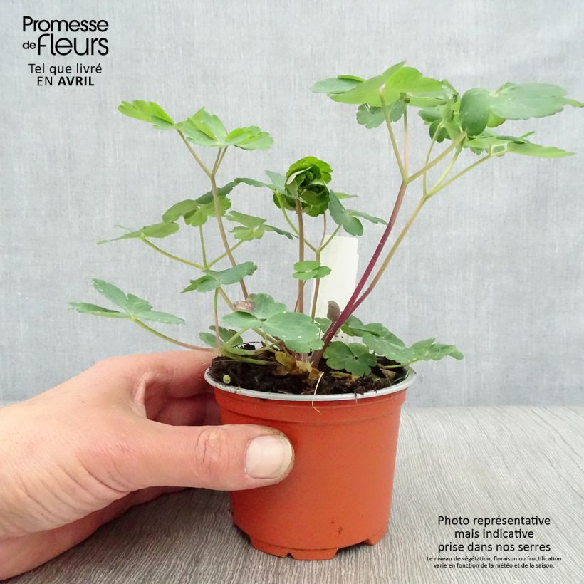 Aquilegia vulgaris var. stellata Black Barlow Vasetto da 8/9 cm esemplare consegnato in primavera