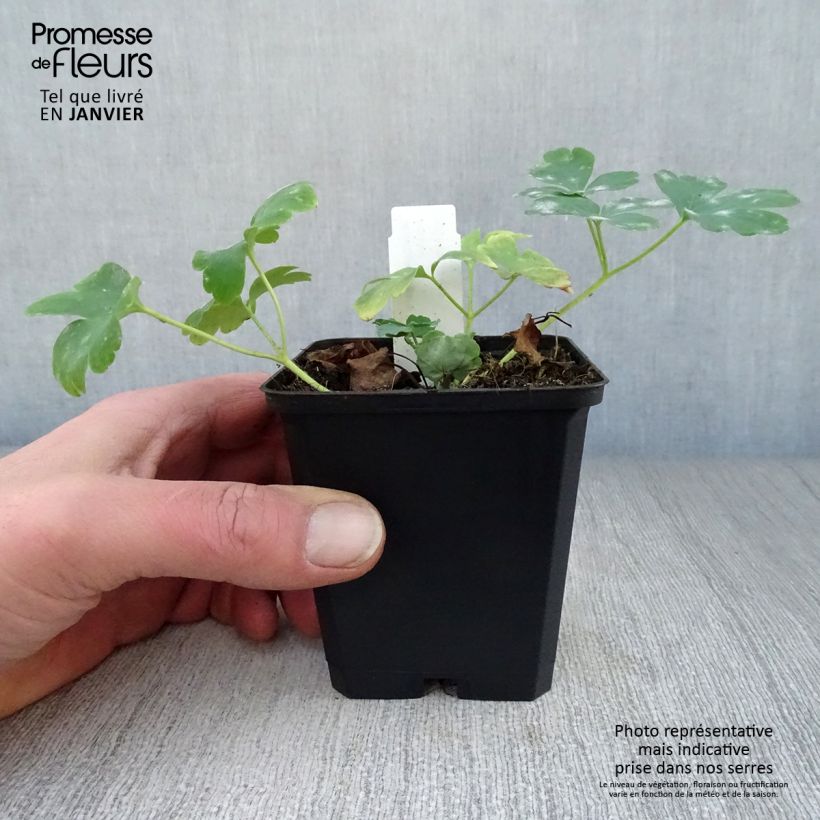 Aquilegia vulgaris Nora Barlow Vasetto da 8/9 cm esemplare consegnato in inverno