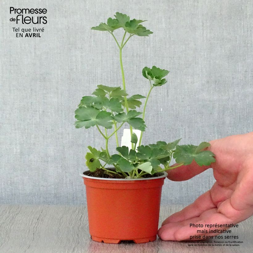 Aquilegia vulgaris Nora Barlow Vasetto da 8/9 cm esemplare consegnato in primavera