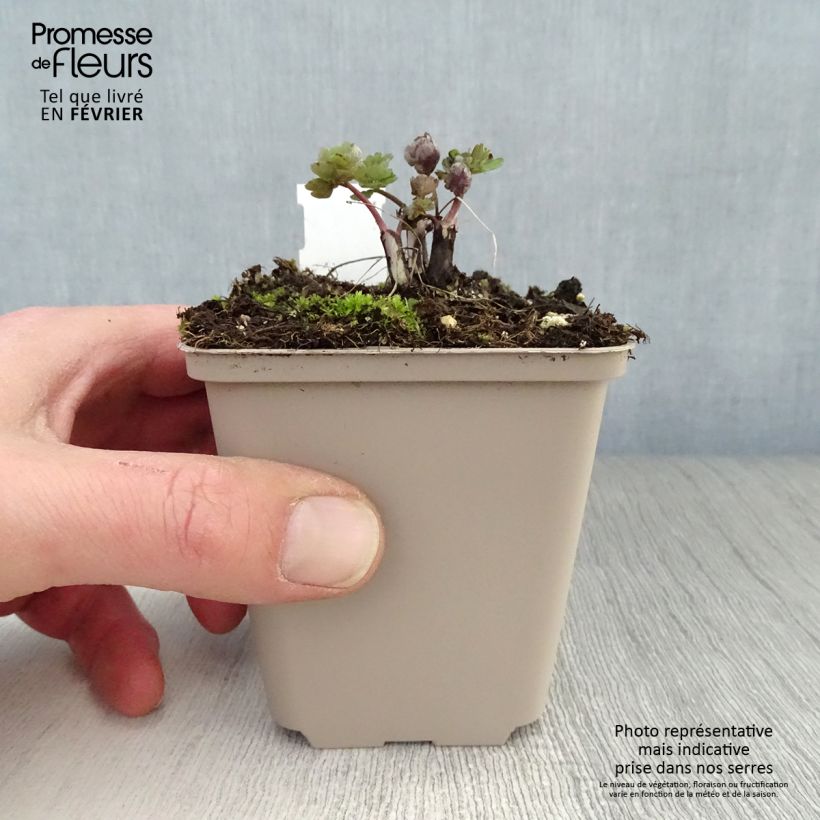 Aquilegia vulgaris var. stellata Rose Barlow Vasetto da 8/9 cm esemplare consegnato in inverno