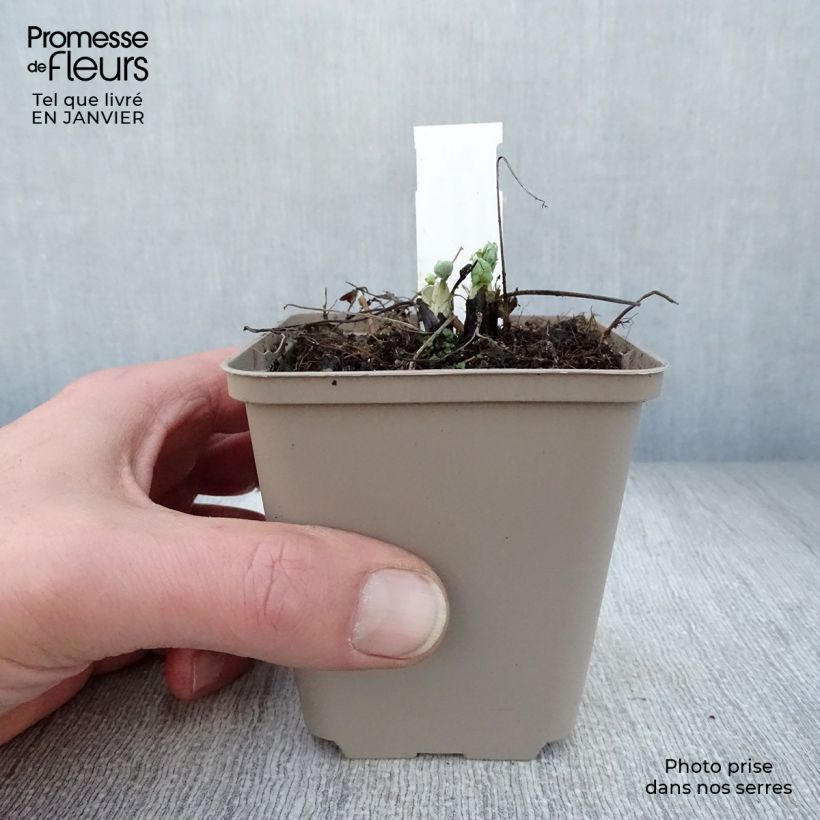 Aquilegia vulgaris var. stellata White Barlow Vasetto da 8/9 cm esemplare consegnato in inverno