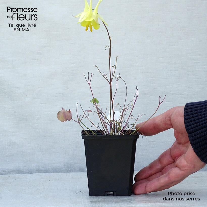 Aquilegia chrysantha Yellow Queen Vasetto da 8/9 cm esemplare consegnato in primavera