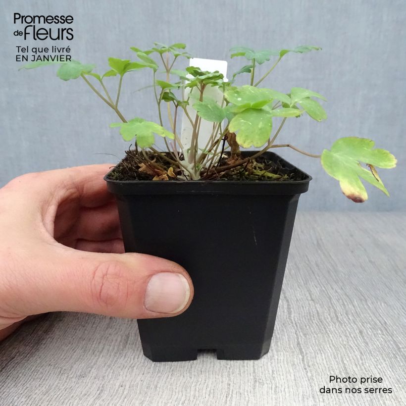 Aquilegia chrysantha Yellow Queen Vasetto da 8/9 cm esemplare consegnato in inverno