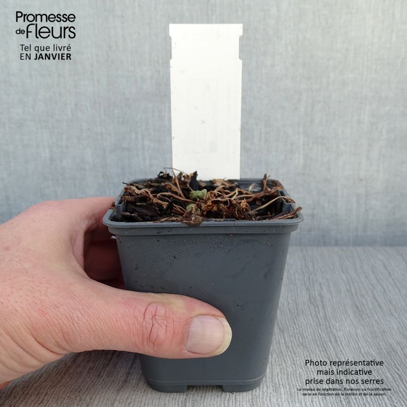 Aquilegia flabellata Cameo Blue and White Vasetto da 8/9 cm esemplare consegnato in inverno