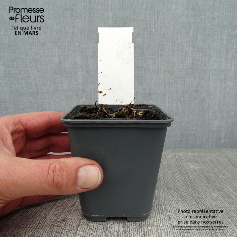 Aquilegia flabellata Cameo White Vasetto da 8/9 cm esemplare consegnato in inverno