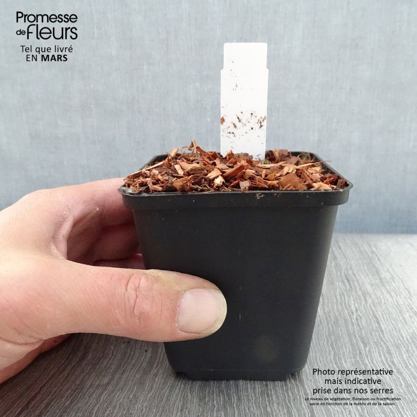 Aquilegia flabellata Cameo White Vasetto da 8/9 cm esemplare consegnato in primavera