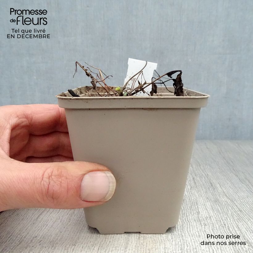 Aquilegia flabellata Ministar Vasetto da 8/9 cm esemplare consegnato in inverno