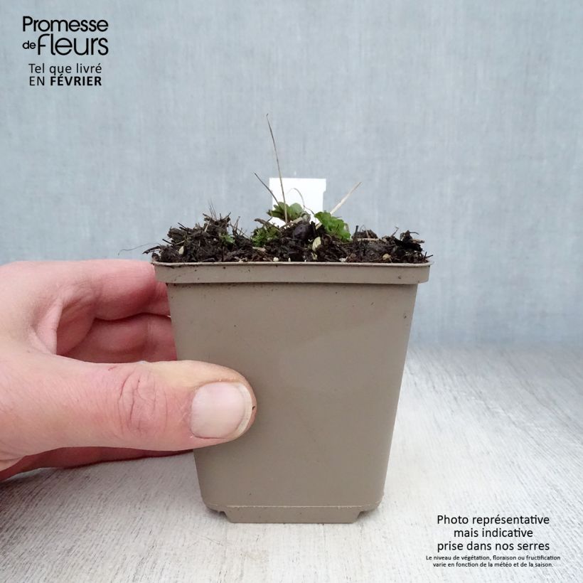 Aquilegia vulgaris Ruby Port Vasetto da 8/9 cm esemplare consegnato in inverno