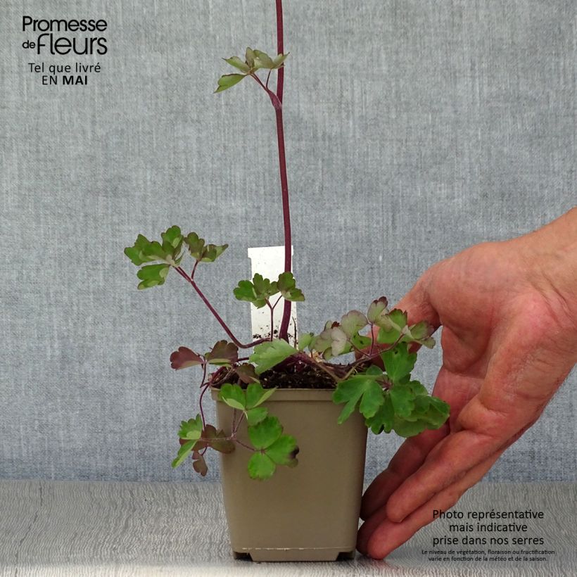 Aquilegia vulgaris Ruby Port Vasetto da 8/9 cm esemplare consegnato in primavera