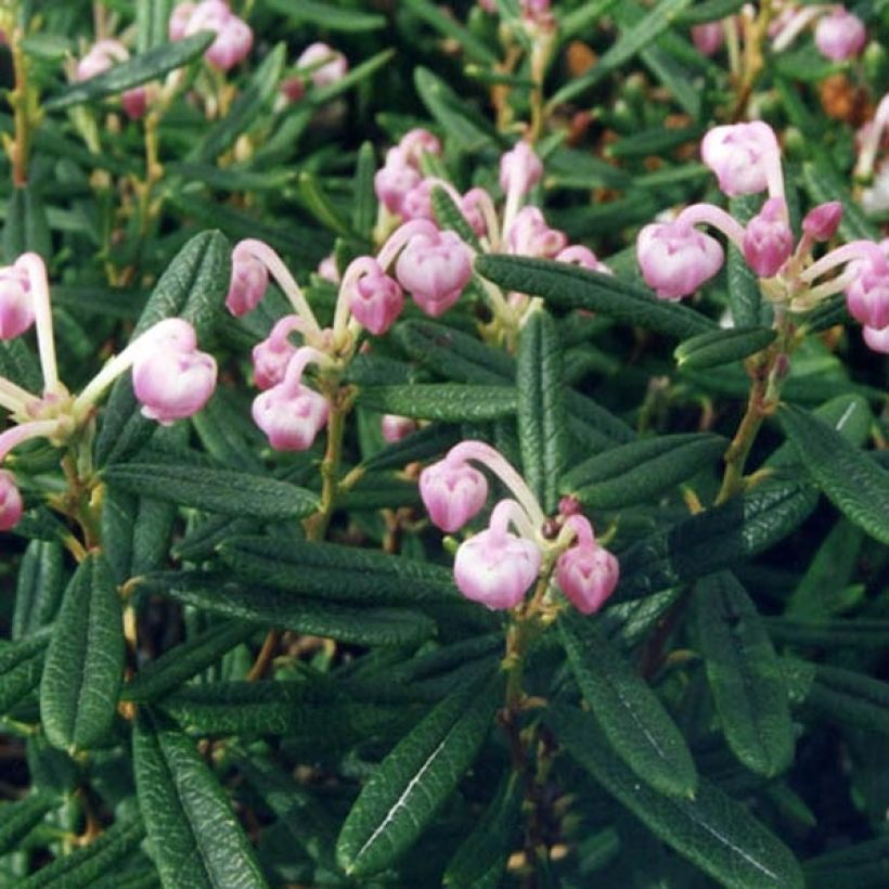 Andromeda polifolia Compacta - Rosmarino di palude (Fogliame)