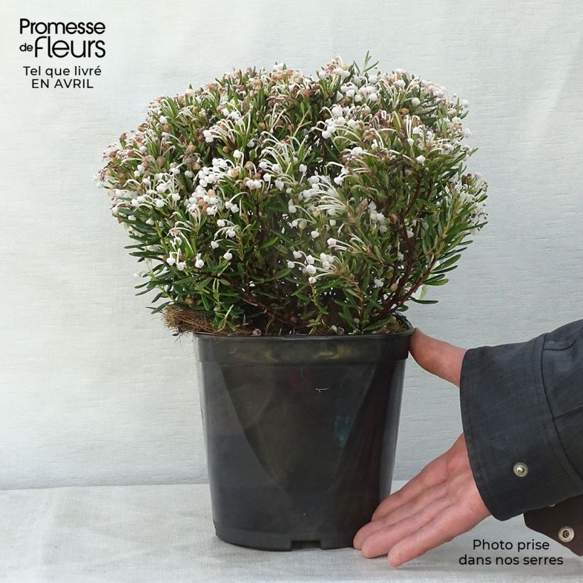 Andromeda polifolia Compacta - Rosmarino di palude Vaso da 2L/3L esemplare consegnato in primavera