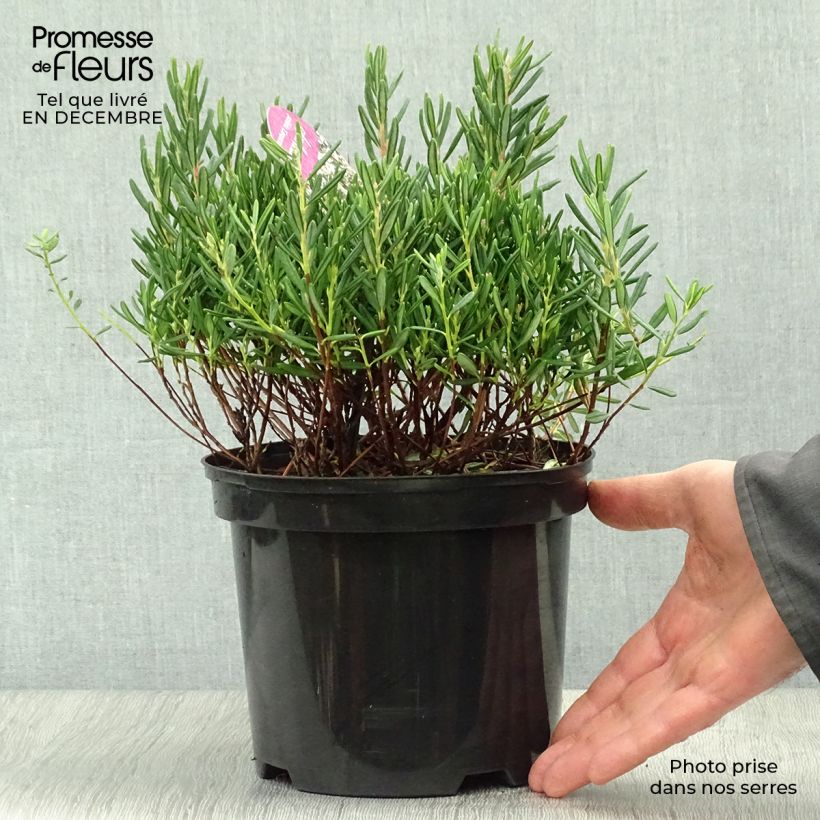 Andromeda polifolia Compacta - Rosmarino di palude Vaso da 2L/3L esemplare consegnato in inverno