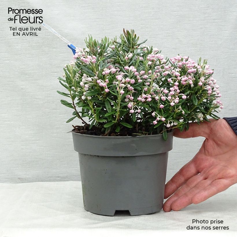 Andromeda polifolia Blue Ice - Rosmarino di palude Vaso da 2L/3L esemplare consegnato in primavera