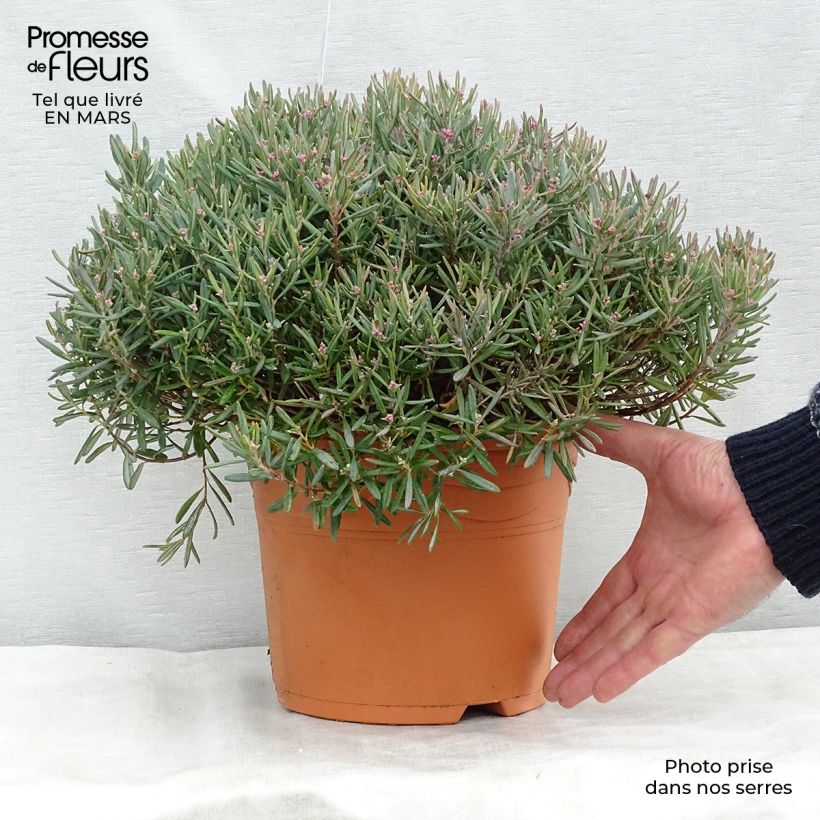 Andromeda polifolia Blue Ice - Rosmarino di palude Vaso da 4L/5L esemplare consegnato in inverno