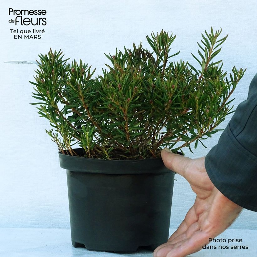 Andromeda polifolia Nikko - Rosmarino di palude Vaso da 2L/3L esemplare consegnato in primavera