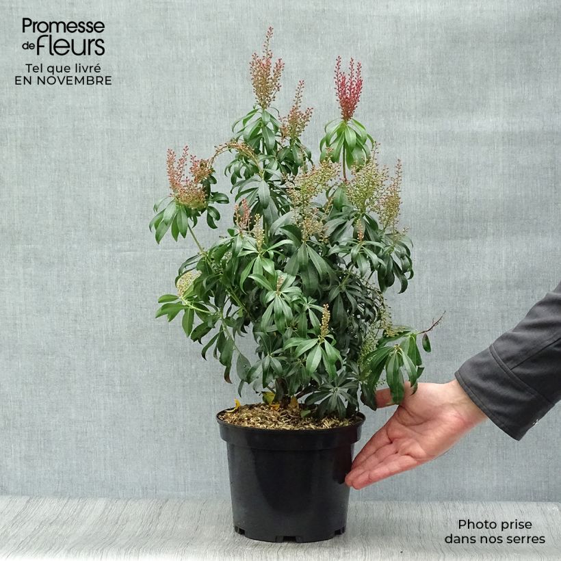 Esemplare di Pieris japonica Bonfire Vaso da 3L/4L come consegnato in autunno