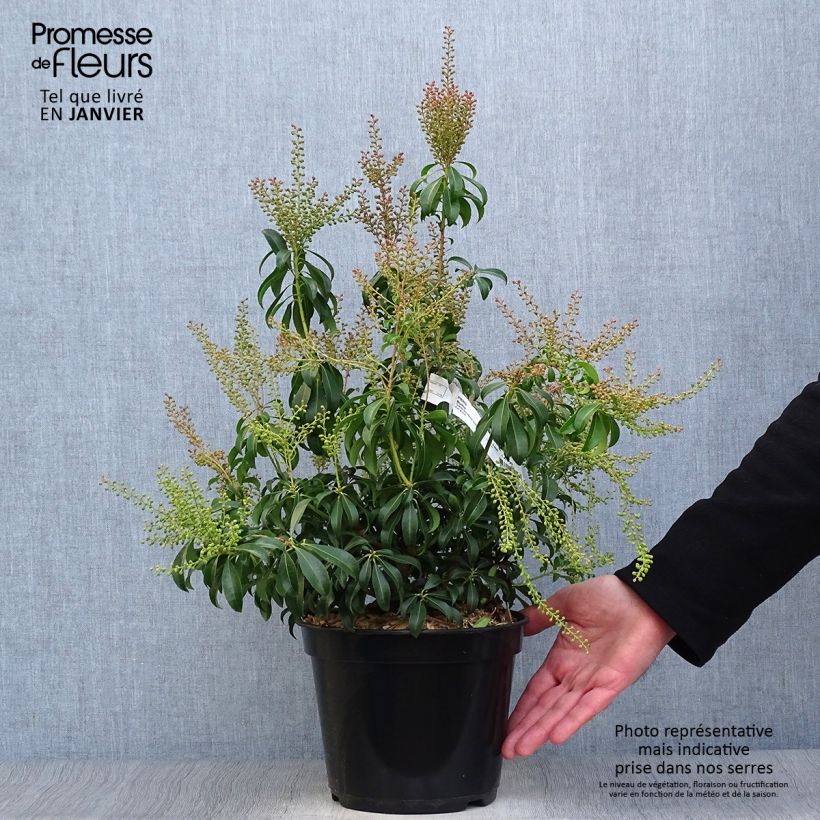 Pieris japonica Bonfire Vaso da 3L/4L esemplare consegnato in inverno