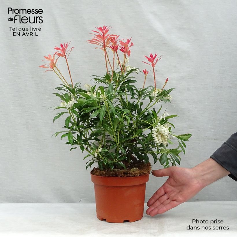 Pieris japonica Forest Flame Vaso da 2L/3L esemplare consegnato in primavera