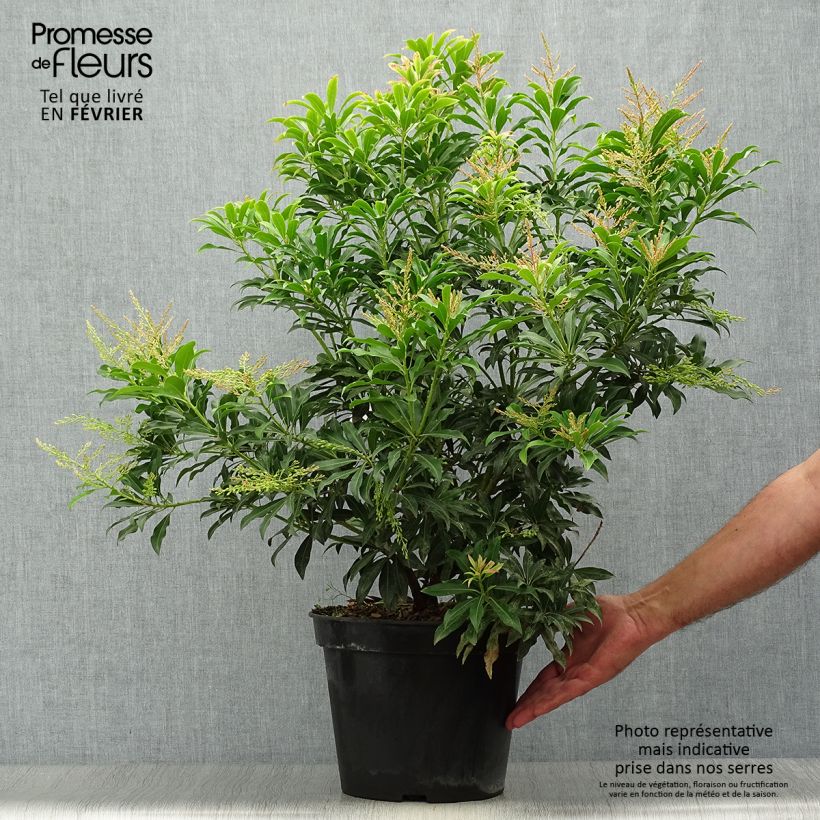Esemplare di Pieris japonica Forest Flame Vaso da 7,5L/10L come consegnato in autunno
