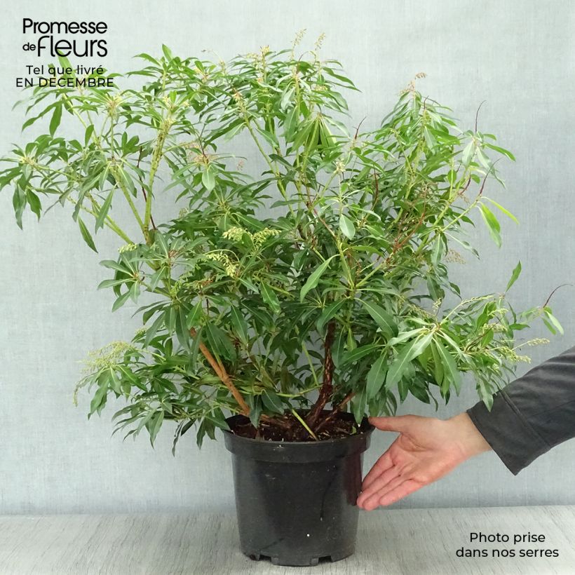 Pieris japonica Forest Flame Vaso da 7,5L/10L esemplare consegnato in inverno