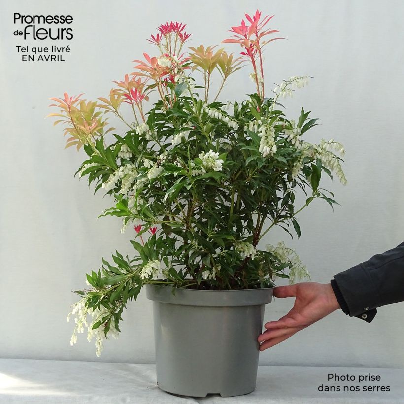 Pieris japonica Forest Flame Vaso da 7,5L/10L esemplare consegnato in primavera