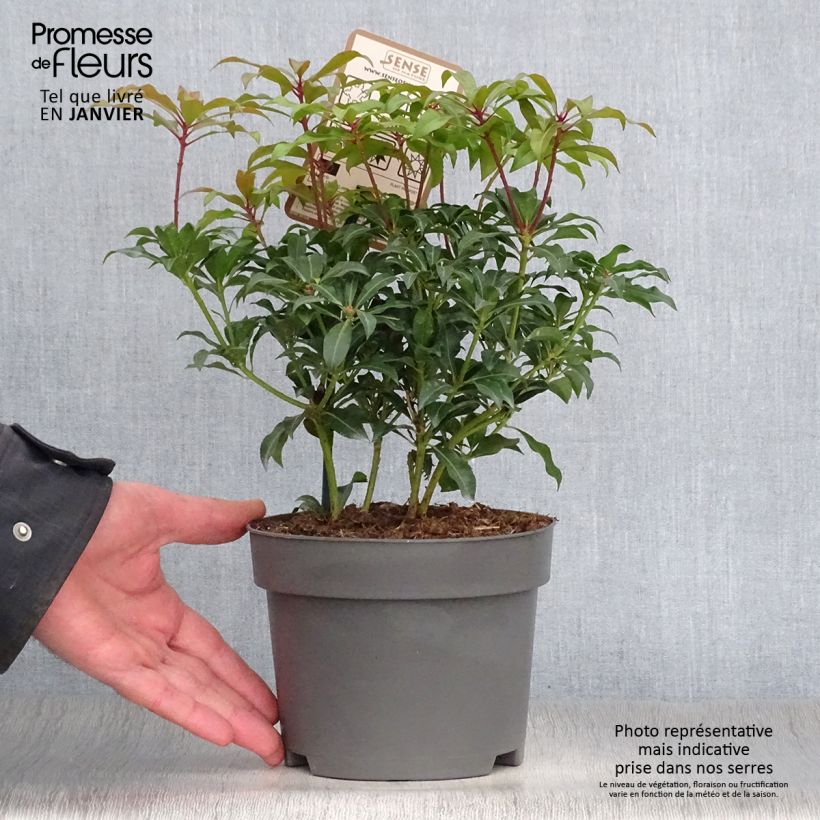 Pieris japonica Mountain Fire Vaso da 2L/3L esemplare consegnato in inverno