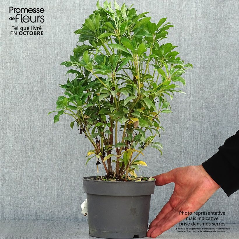 Esemplare di Pieris japonica Mountain Fire Vaso da 2L/3L come consegnato in autunno