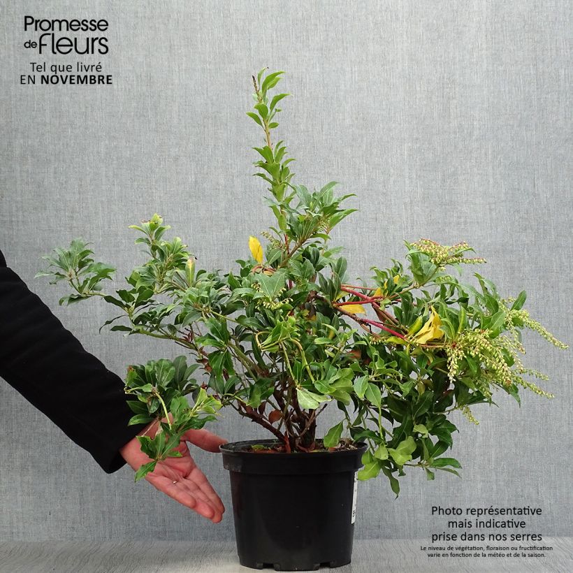 Esemplare di Pieris japonica Mountain Fire Vaso da 4L/5L come consegnato in autunno