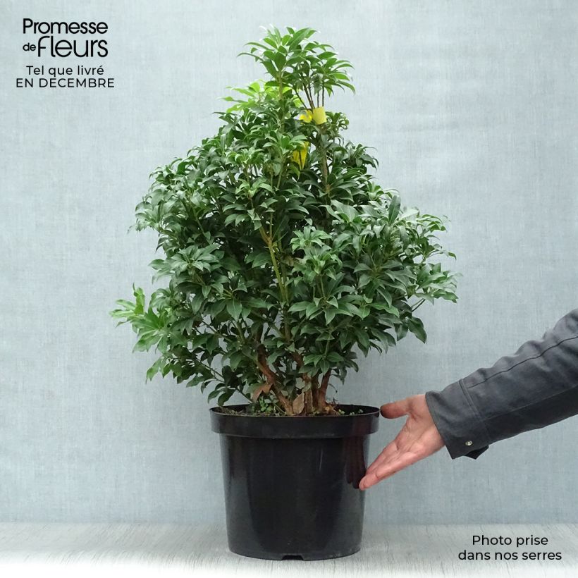 Pieris japonica Mountain Fire Vaso da 7,5L/10L esemplare consegnato in inverno
